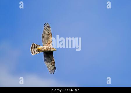 Goshawk settentrionale (Accipiter gentilis) giovanile in volo, che si alza contro il cielo blu in autunno / caduta Foto Stock