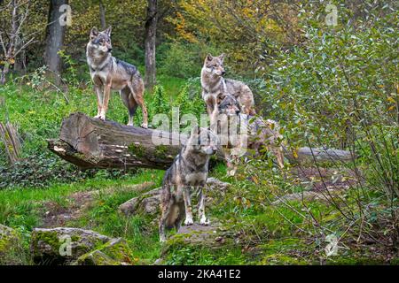 Pacchetto lupo di quattro lupi eurasiatici / lupi grigi (Canis lupus lupus) sul look-out, in piedi sul tronco di albero caduto nella foresta in autunno Foto Stock