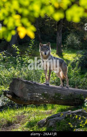 Lupo eurasiatico skinny solitario / lupo grigio solitario (Canis lupus lupus) utilizzando tronco di albero caduto come punto di osservazione nella foresta in autunno / caduta Foto Stock