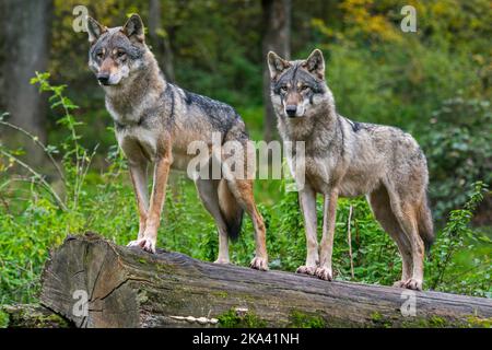 Due lupi eurasiatici / coppia lupo grigio (Canis lupus lupus) utilizzando tronco albero caduto come punto di osservazione nella foresta in autunno / caduta Foto Stock