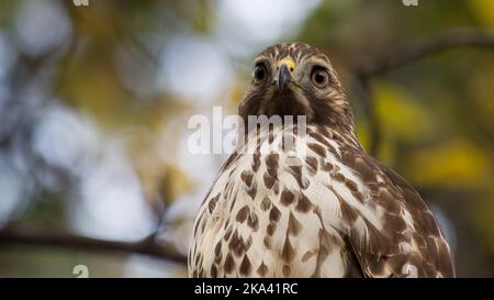 Il maturo Cooper's Hawk guarda la fotocamera in macro. Foto Stock