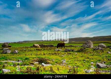 Mucche che pascolano in campo, penisola di Dingle, Contea di Kerry, Irlanda Foto Stock