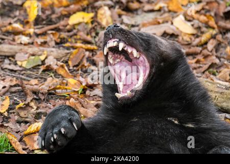 Wolverine / glutton (Guo gilo) che sbadiglia e mostra bocca aperta con denti, nativo della Scandinavia, della Russia occidentale, della Siberia, del Canada e dell'Alaska Foto Stock