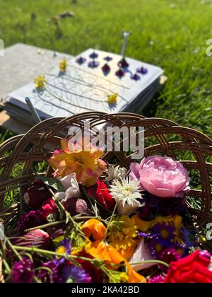 Vari fiori freschi si trovano in un cesto di vimini. Preparazione dell'erbario. Le piante giacciono su carta e sono pronte per essere asciugate sotto la pressa. Fiori secchi Foto Stock