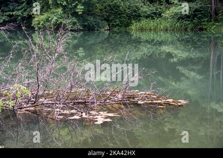 Un bellissimo lago Grza, fiume Grza in Serbia Foto Stock
