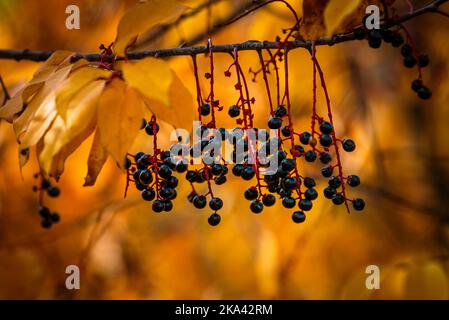 Ciliegio d'uccello europeo (Prunus padus) e Bracken (Pteridium aquilinum) con brina di bue, colorazione autunnale paesaggio foresta autunnale Foto Stock