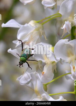 Un fuoco selettivo sparo di rame verde fafer su fiori bianchi Foto Stock
