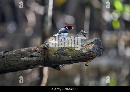 Un primo piano di un cardinale mascherato arroccato su un ramo di albero Foto Stock