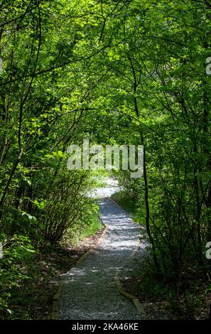 Un tiro verticale di vicolo stretto attraverso un tunnel di alberi verdi Foto Stock