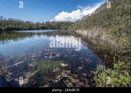 Laghi Bosherton nel Pembrokeshire, nel bellissimo Galles del Sud Foto Stock