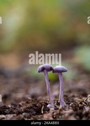 Ametista Deceiver Mushroom in lettiera in foglie Foto Stock