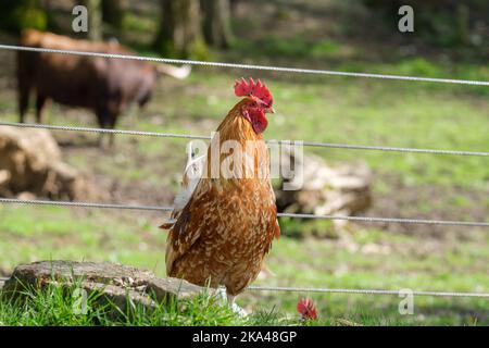 Un primo piano di una gallina in piedi sull'erba verde nello zoo di Haag Foto Stock