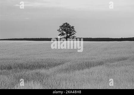 Immagine in scala di grigi di un albero solitario al centro del campo Foto Stock
