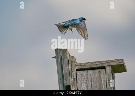 Un primo piano di un uccello inghiottito di albero che vola sopra un birdhouse contro uno sfondo di cielo nuvoloso Foto Stock