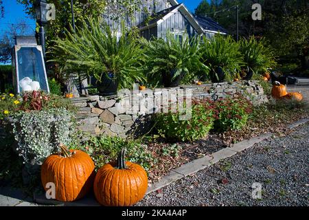 Decorazione di Halloween con zucche sulla casa con un recinto in materiale lapideo Foto Stock