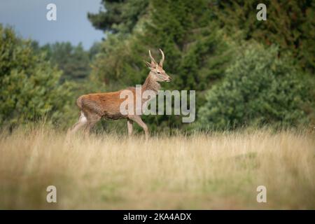 Un ritratto di un giovane cervo soleggiato a piedi e preso su uno sfondo naturale di alberi Foto Stock