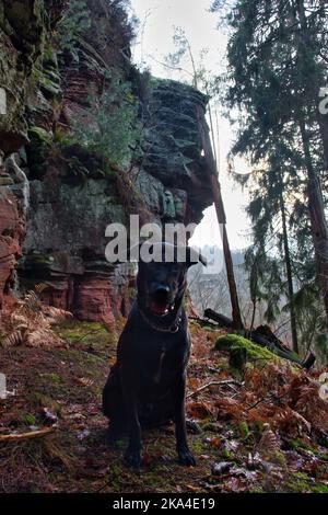 Nero scuro Labrador retriever cane seduto a terra di fronte a una formazione rocciosa nella foresta Palatinato della Germania. Foto Stock