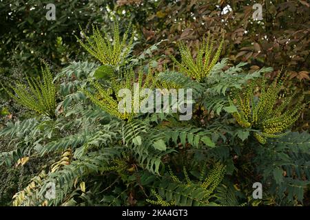 Mahonia japonica in bocciolo in autunno a Lesnes Abbey, Abbey Wood, Londra Foto Stock