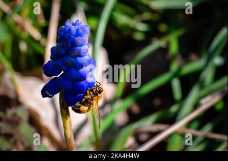 Ape miele su fiore giacinto uva Foto Stock
