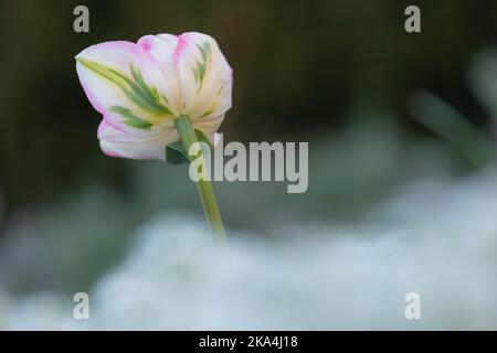 Primo piano di un tulipano in fiore rosa, bianco e verde con sfondo e primo piano sfocati Foto Stock