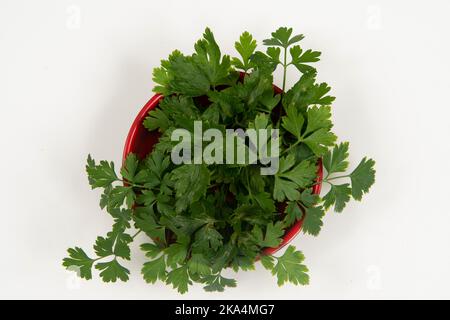 Prezzemolo in una ciotola isolata senza nessuno. Foto Stock