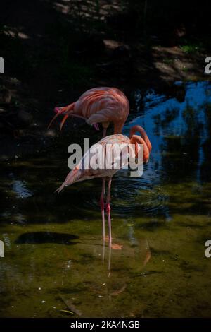 Un colpo verticale di bellissimi fenicotteri rossi appollaiati in acqua in una giornata di sole Foto Stock