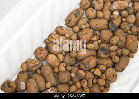 Un uomo si addormenta in una scatola di fiori di argilla espansa. Sporchi preparazione, il primo strato espanse creta. Preparazione per piantare piante. Giardinaggio a casa. Foto Stock