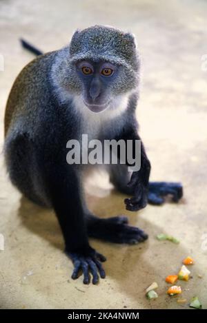 Un primo piano verticale di una scimmia blu (scimmia diademed, Cercopithecus mitis), mangiando verdure Foto Stock