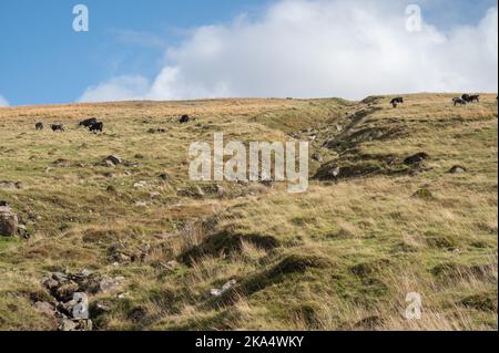 Gallese bestiame nero pascolo nella valle di Swansea superiore, Galles, Regno Unito Foto Stock