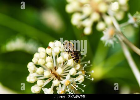 Ape raccolta polline su una Fatsia Araliaceae. Foto Stock