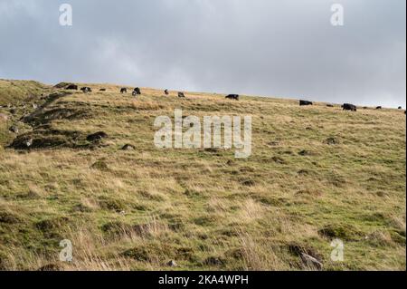 Gallese bestiame nero pascolo nella valle di Swansea superiore, Galles, Regno Unito Foto Stock