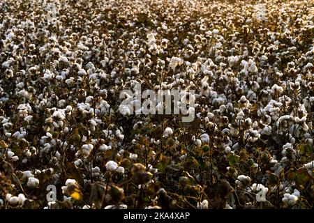 Foto ravvicinata del campo di cotone maturo. Concetto di raccolto di cotone. Foto Stock