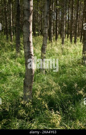 Erba verde illuminata dal sole tra gli alberi Foto Stock