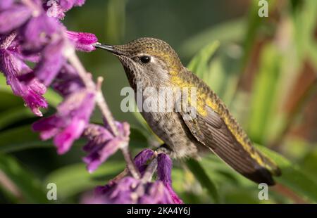 Un colibrì di Anna (Calypte anna) visita i fiori nel giardino del castello di Hatley vicino a Victoria, British Columbia, Canada. Foto Stock