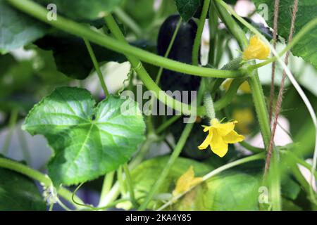 Il cetriolo cresce a frusta Foto Stock