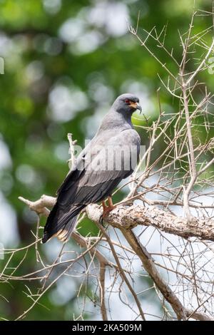 Splendida vista sul falco tropicale nero nel Pantanal brasiliano Foto Stock