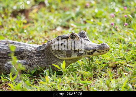 Bella vista al caiman vicino al lago sulla zona verde nel Pantanal Foto Stock