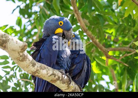 Bella vista a coppia di macaws blu sul ramo verde albero dentro Foto Stock