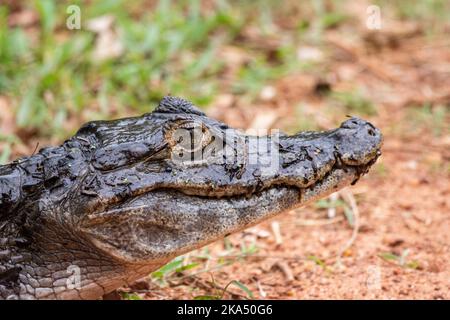 Bella vista al caiman sul terreno nel Pantanal brasiliano Foto Stock