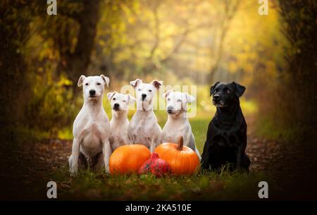 Patterdale Terrier e Jack Russell. Ritratto autunnale di cani terrier Foto Stock