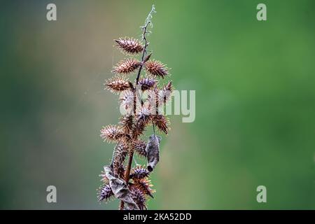 Cocklebur grezza pianta, asciutto primo piano con ragnatela (Xanthium strumarium) nel Tennessee meridionale. Foto Stock