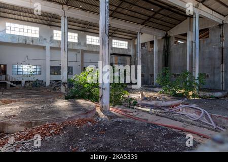 Vista interna di una fabbrica abbandonata con piante che crescono all'interno. Foto Stock