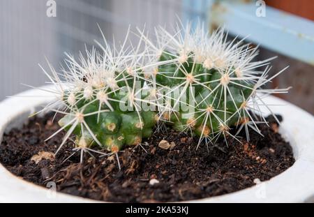 Un cactus pungente che cresce in una pentola. Pianta della casa. Foto Stock