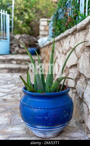 Una pianta di aloe vera che cresce in una pentola blu in un giardino. Foto Stock