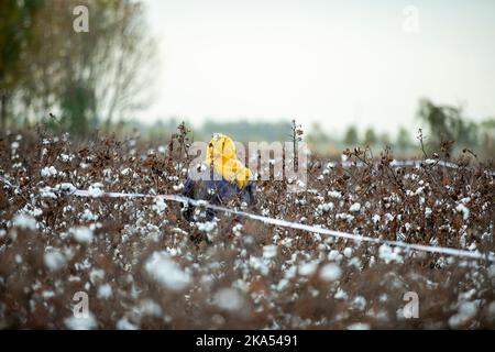 BINZHOU, CINA - 31 OTTOBRE 2022 - gli agricoltori raccolgono in un campo di cotone a Binzhou, provincia di Shandong, Cina, 31 ottobre 2022. Foto Stock