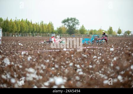 BINZHOU, CINA - 31 OTTOBRE 2022 - gli agricoltori raccolgono in un campo di cotone a Binzhou, provincia di Shandong, Cina, 31 ottobre 2022. Foto Stock