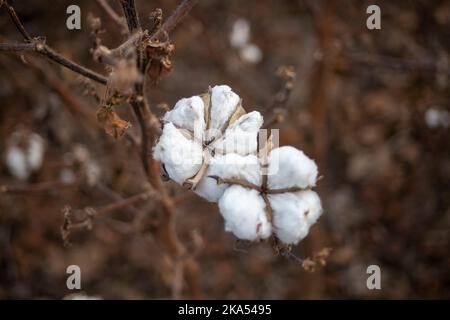 BINZHOU, CINA - 31 OTTOBRE 2022 - gli agricoltori raccolgono in un campo di cotone a Binzhou, provincia di Shandong, Cina, 31 ottobre 2022. Foto Stock