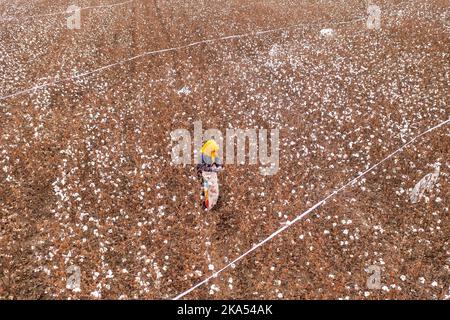 BINZHOU, CINA - 31 OTTOBRE 2022 - gli agricoltori raccolgono in un campo di cotone a Binzhou, provincia di Shandong, Cina, 31 ottobre 2022. Foto Stock