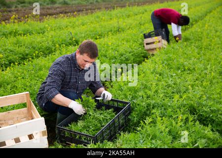 Coltivatore che raccoglie e sbuccia mizuna verde sul campo Foto Stock