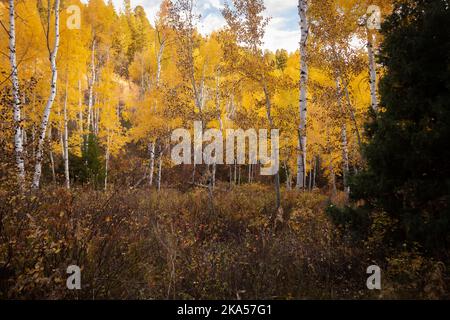 Fall in Colorado offre momenti indescrivibili che possono essere spiegati solo attraverso un obiettivo della fotocamera. Questa foto mira a ispirare, motivare e rilassarsi. Foto Stock